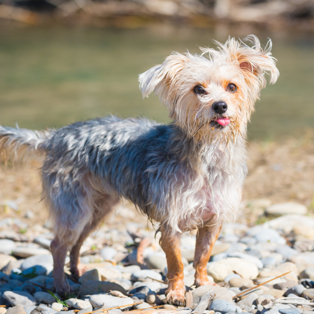 at what age do morkie puppies stop growing