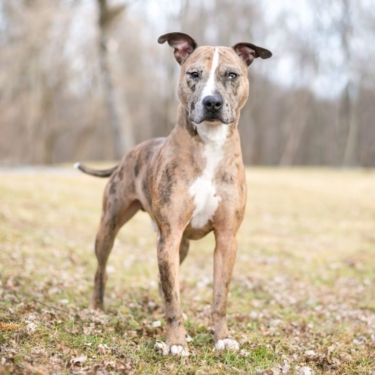 Catahoula Leopard Dog Size Chart: How Big Do Catahoula Leopard Dogs Get?