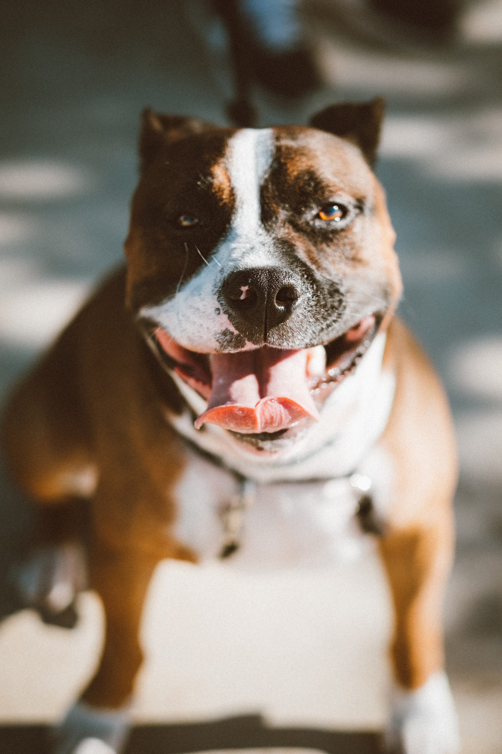 American Bulldog Size Guide How Big Does an American Bulldog Get?