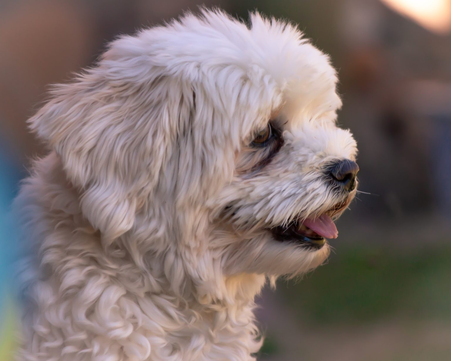 havanese-size-guide-how-big-does-a-havanese-get