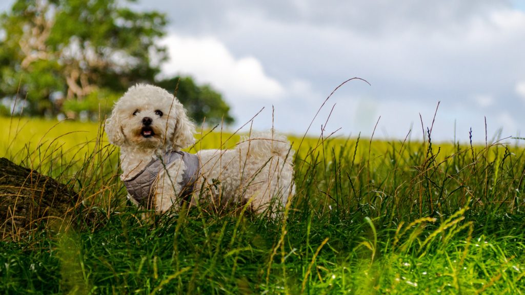 Bichon Frise
