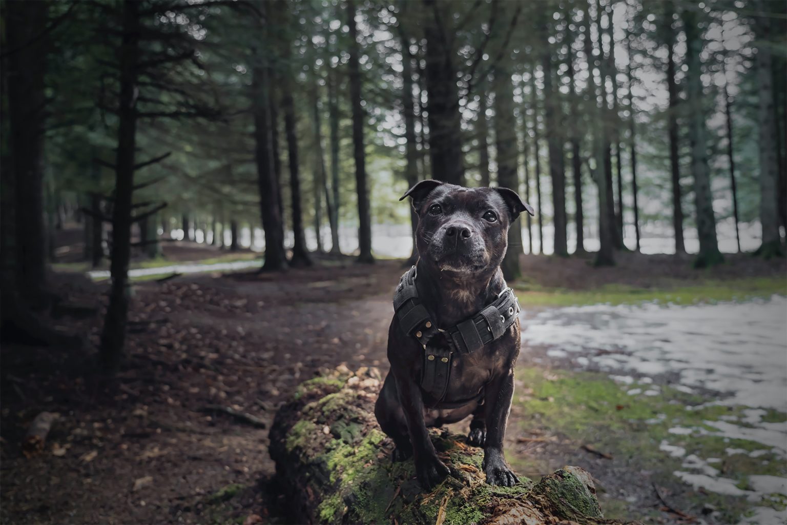 staffordshire-bull-terrier-size-chart-how-big-do-staffordshire-bull