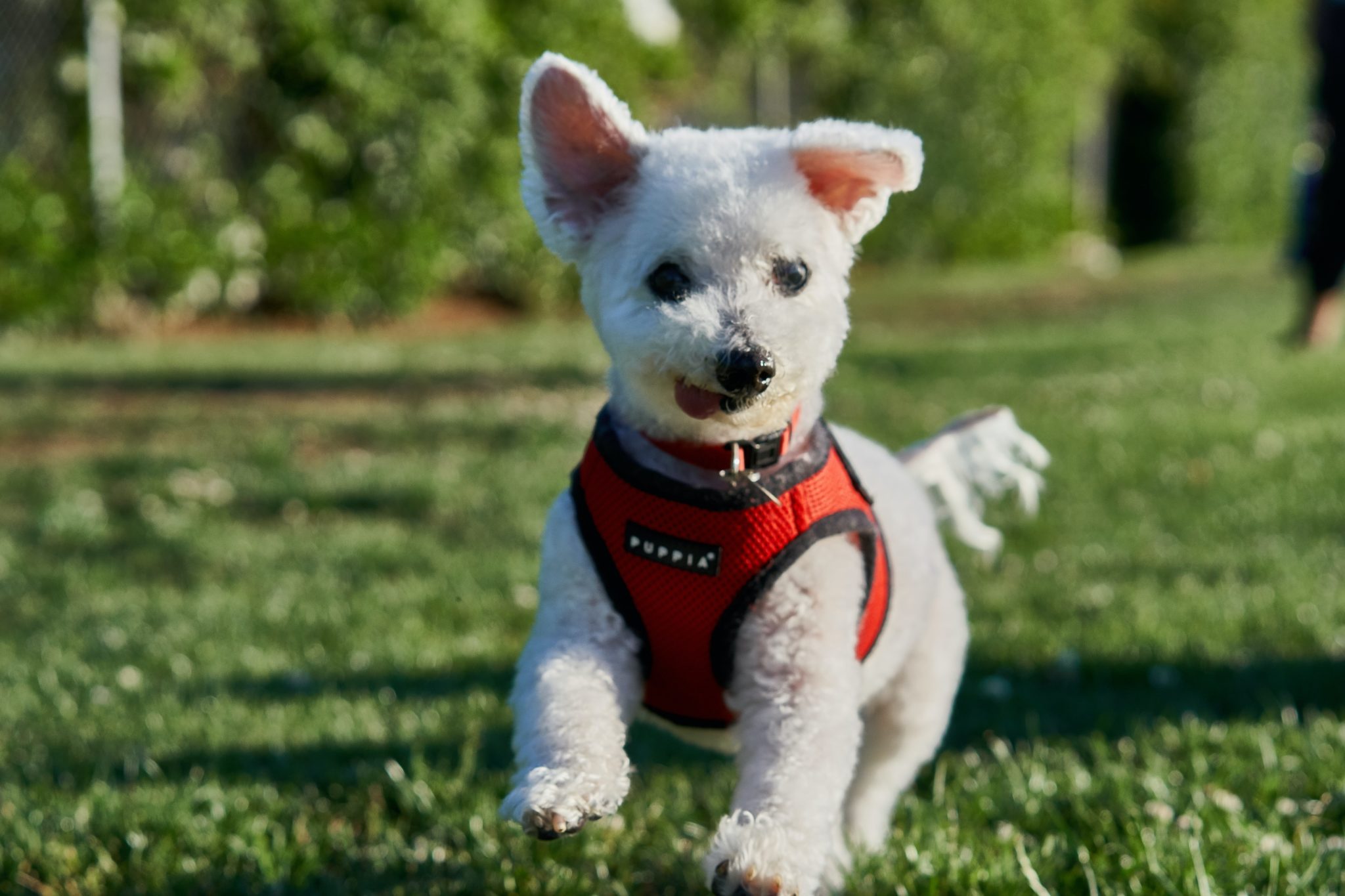 shichon size and weight