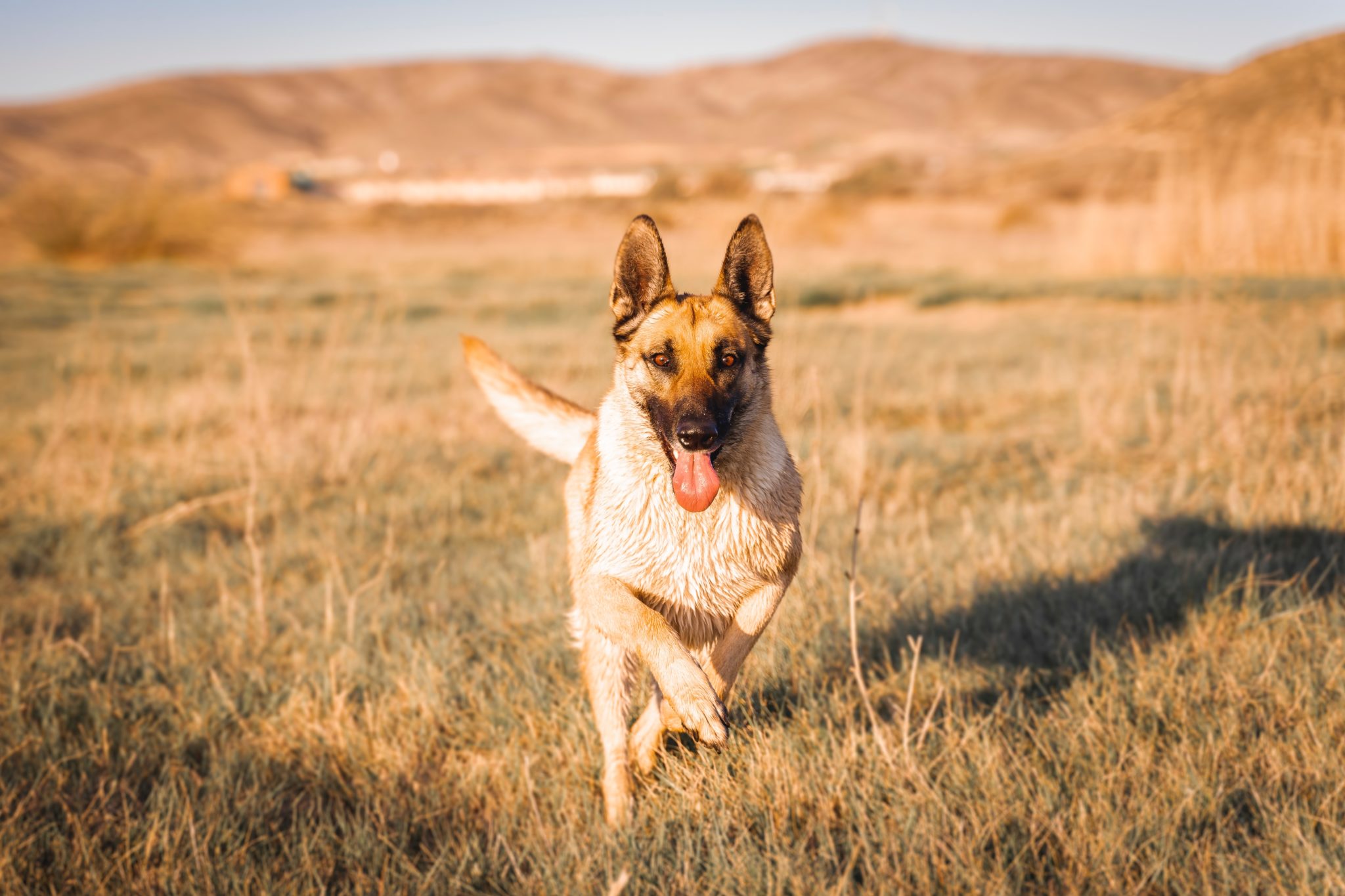 Belgian Malinois Size Chart: How Big Does A Belgian Malinois Get?