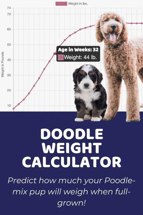 Homepage - Puppy Weight Calculator